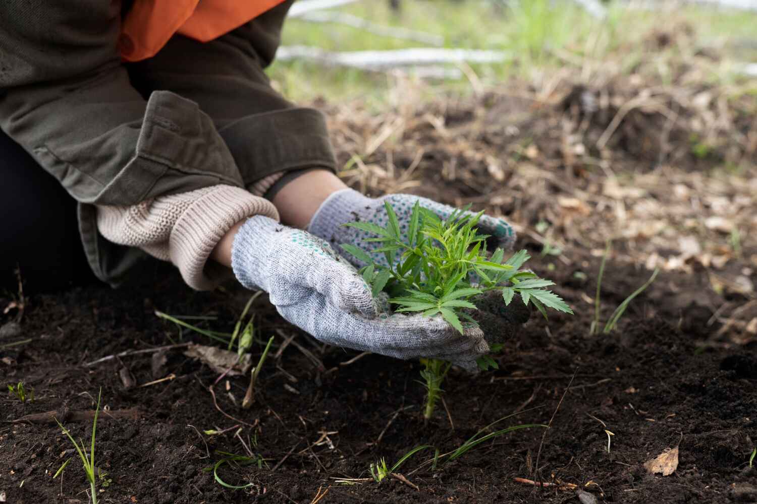 Best Dead Tree Removal  in Lindsay, OK